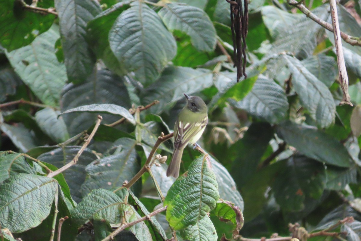 Slaty-capped Flycatcher - ML642817834