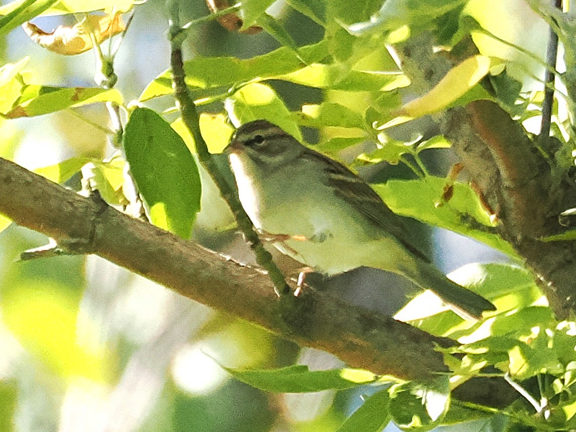 Chipping Sparrow - ML642817836
