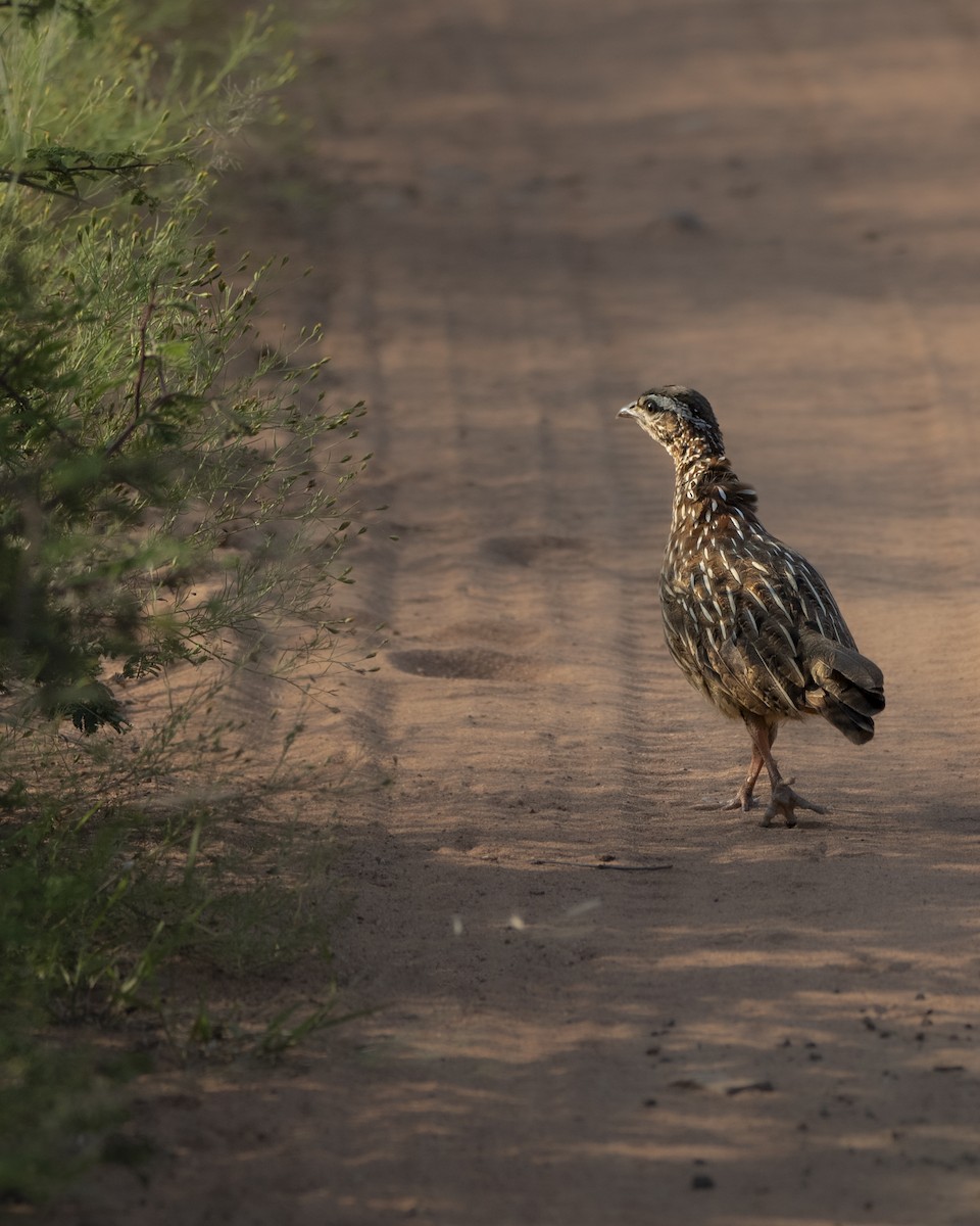 Francolin huppé - ML642817837