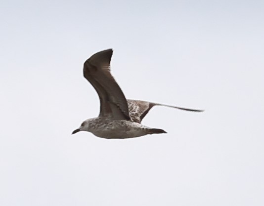 Caspian Gull - ML642817838