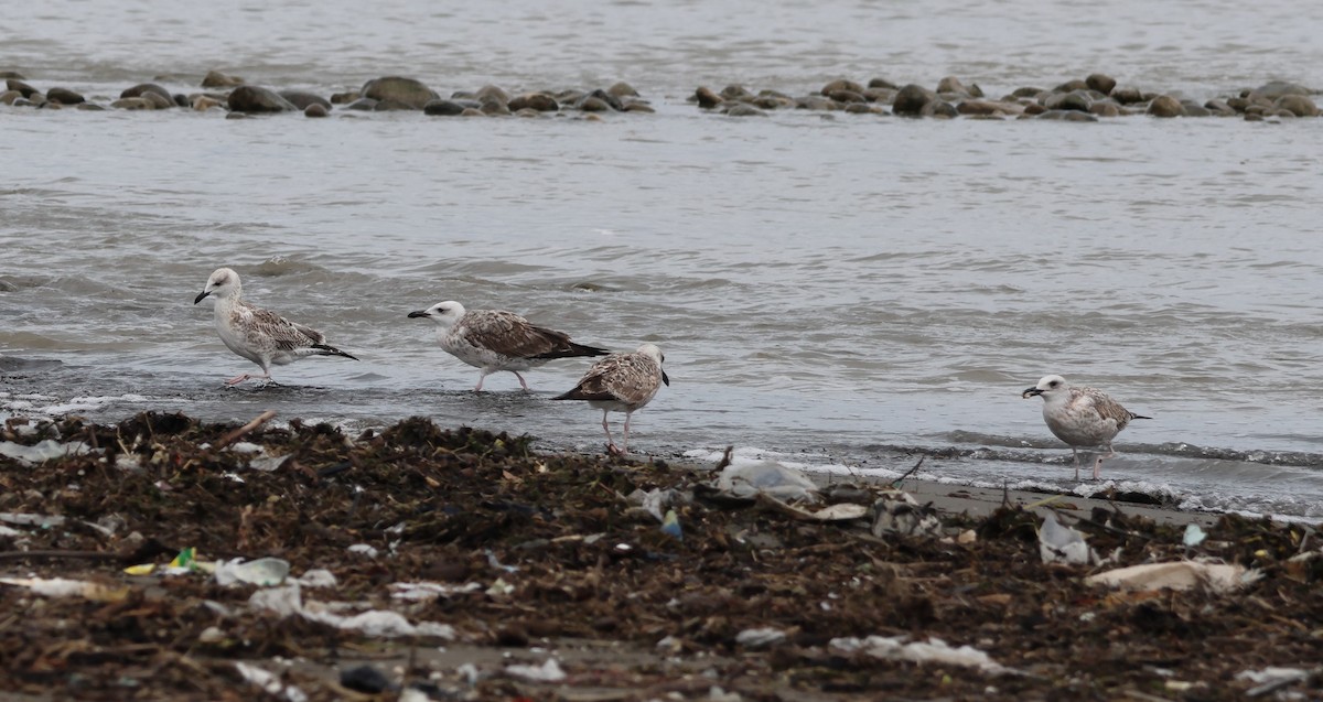 Caspian Gull - ML642817839