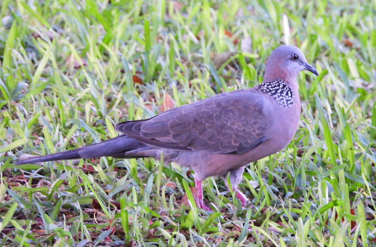Spotted Dove - ML642817843