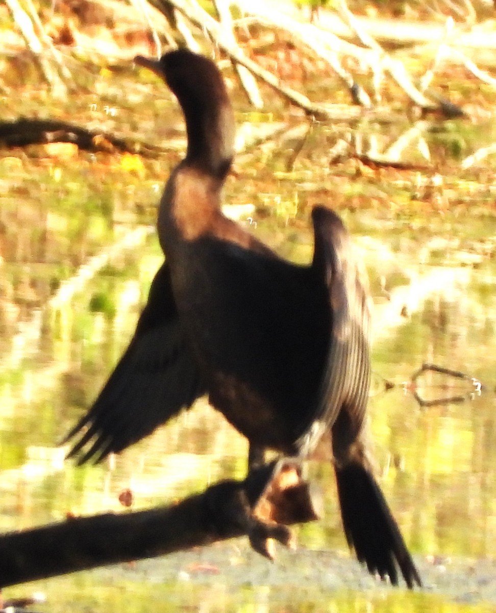 Double-crested Cormorant - ML642817844
