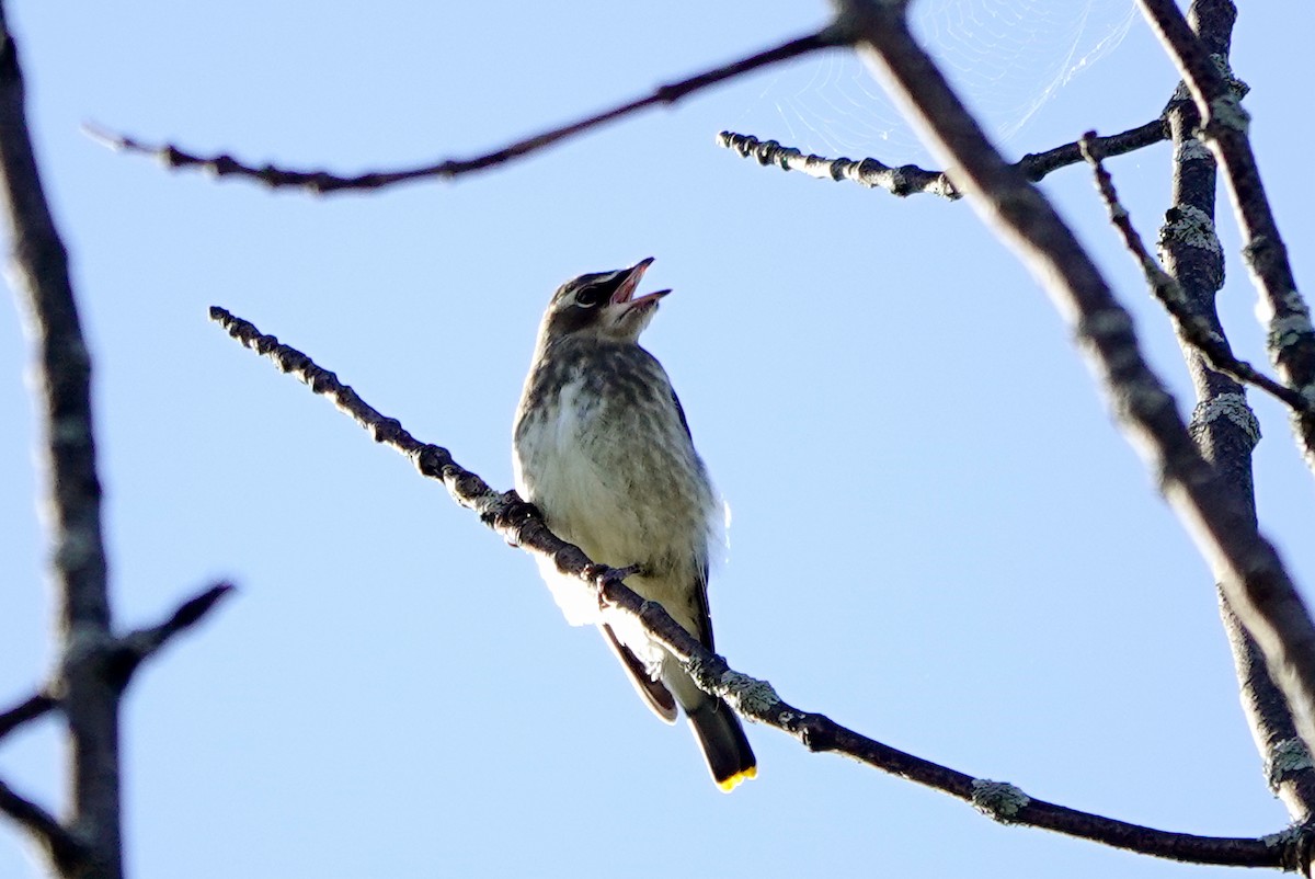Cedar Waxwing - ML642817849