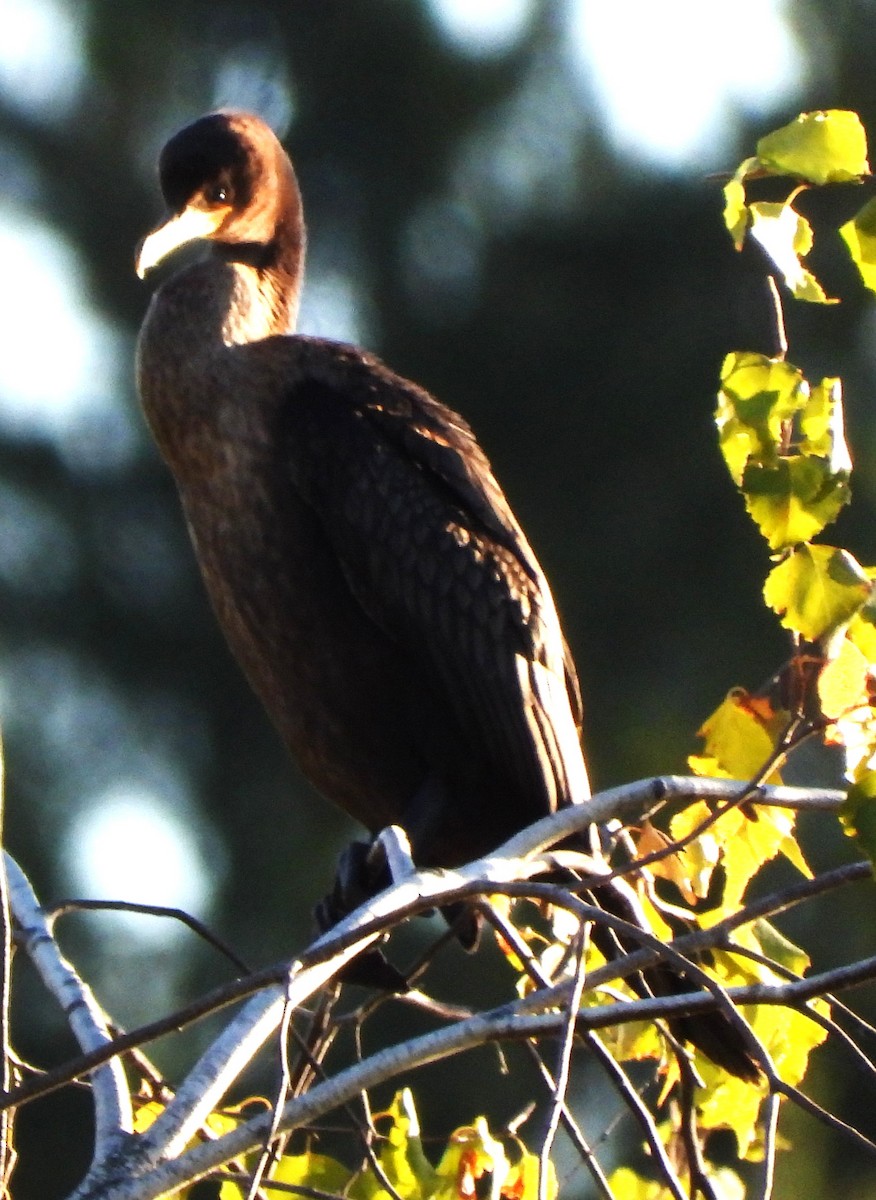 Double-crested Cormorant - ML642817856