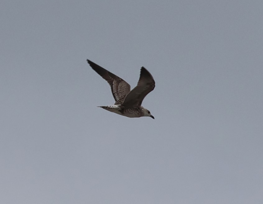 Lesser Black-backed Gull - ML642817859