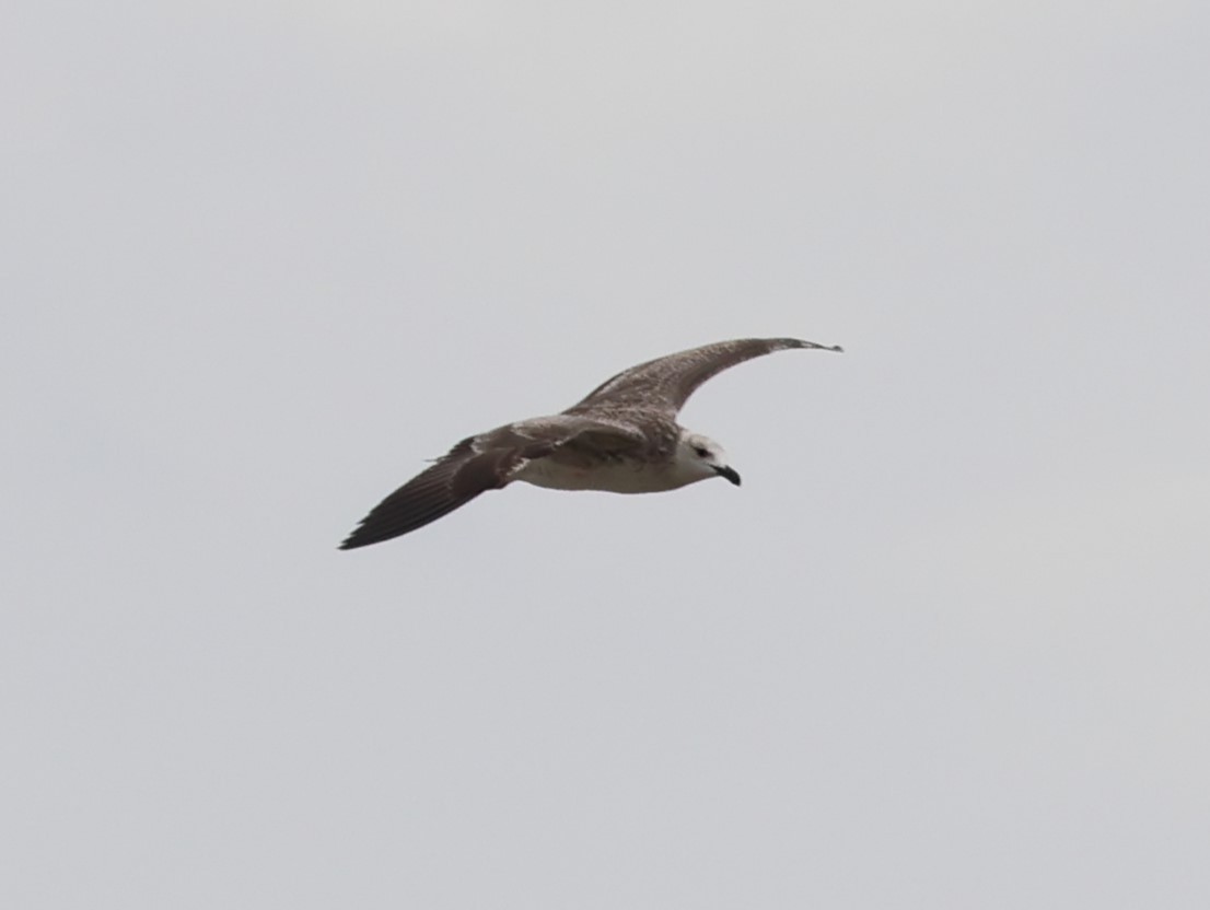 Lesser Black-backed Gull - ML642817860