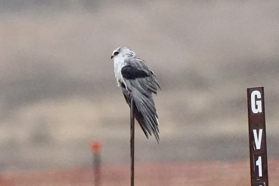 White-tailed Kite - ML642817861