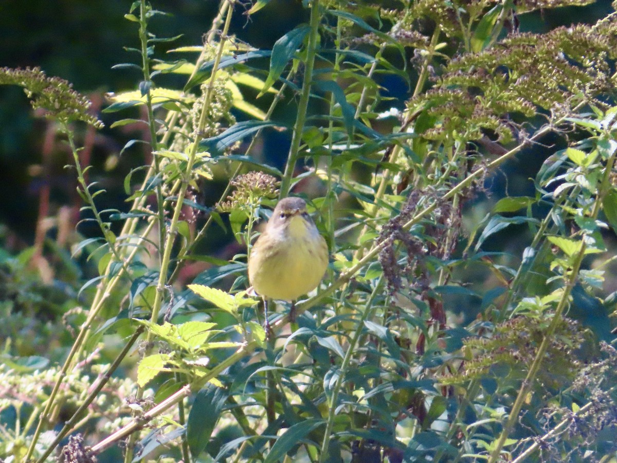 Palm Warbler (Yellow) - ML642817863