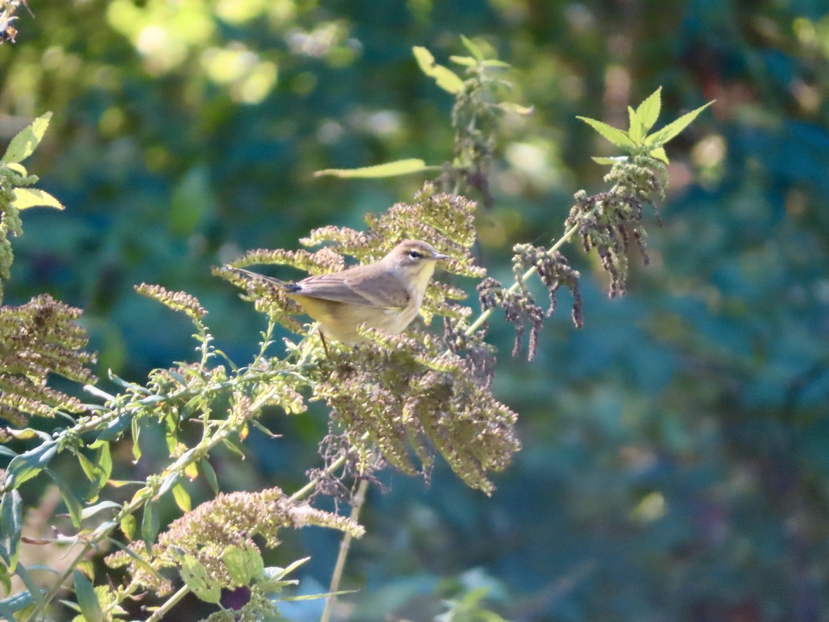 Palm Warbler (Yellow) - ML642817864