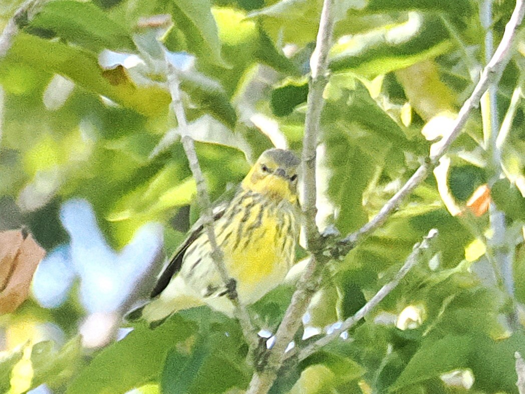 Cape May Warbler - ML642817870