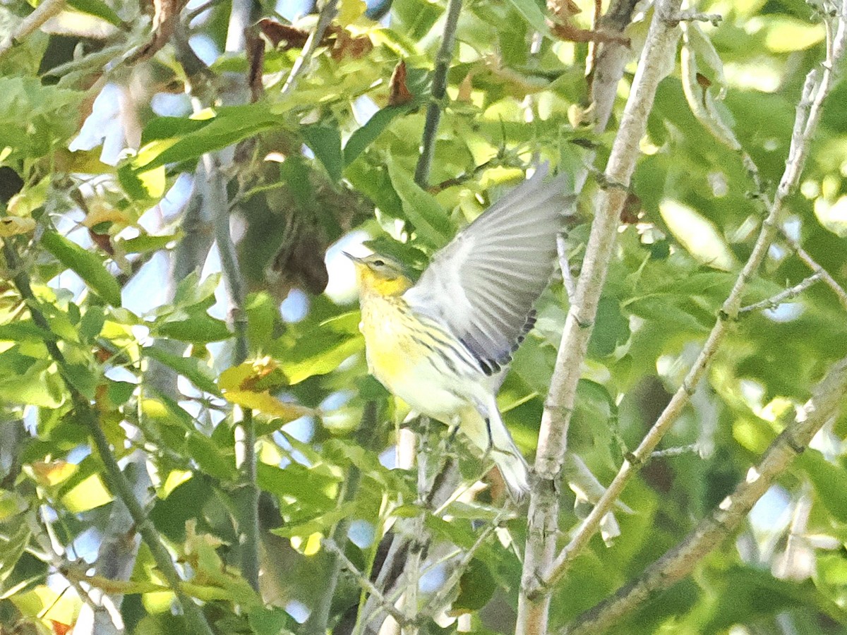 Cape May Warbler - ML642817871