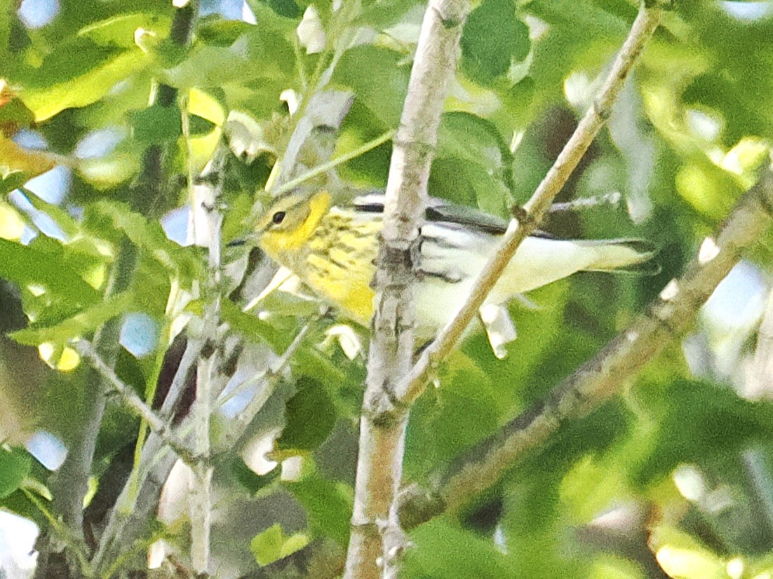 Cape May Warbler - ML642817872
