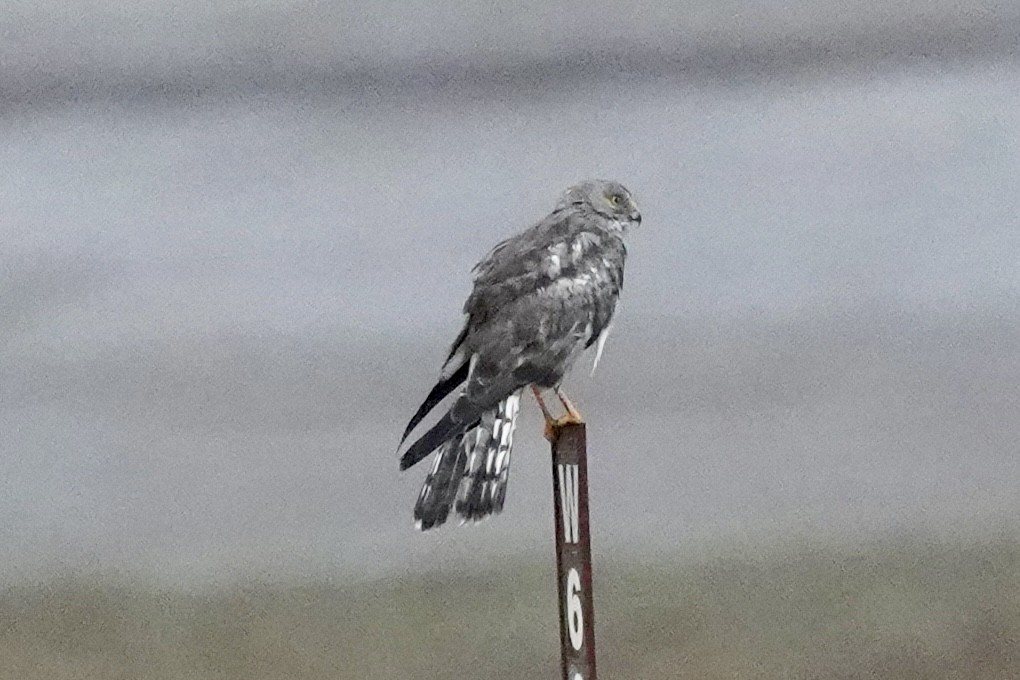 Northern Harrier - ML642817873