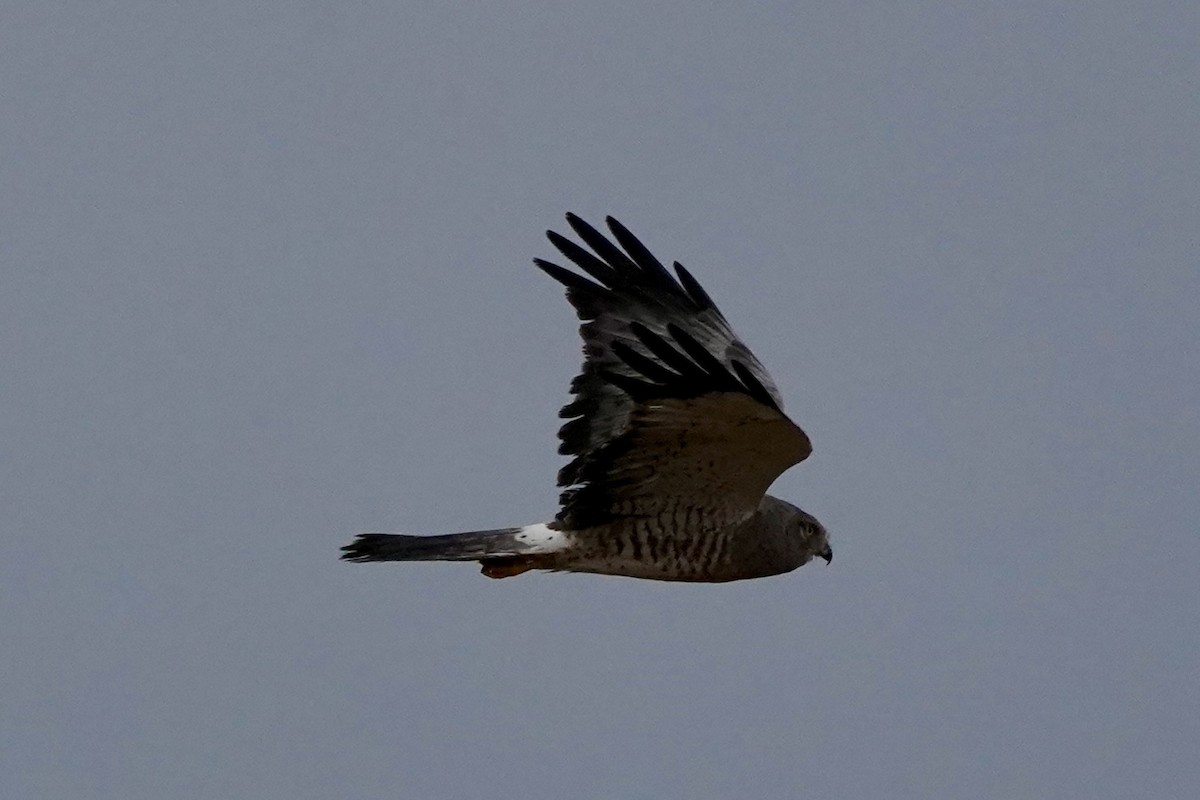 Northern Harrier - ML642817874