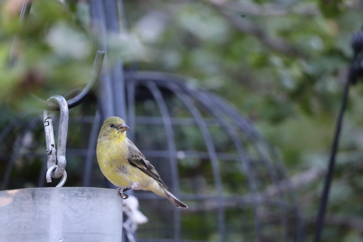 Lesser Goldfinch - ML642817876