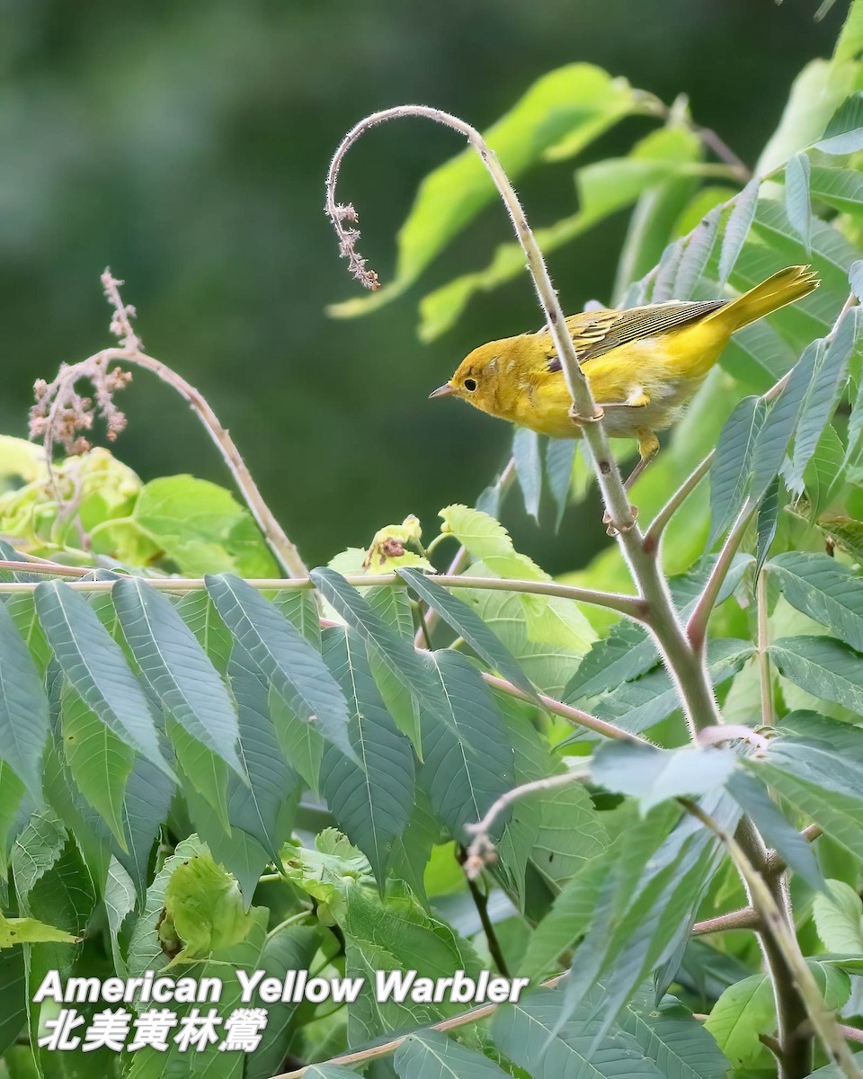 Yellow Warbler - ML642817883
