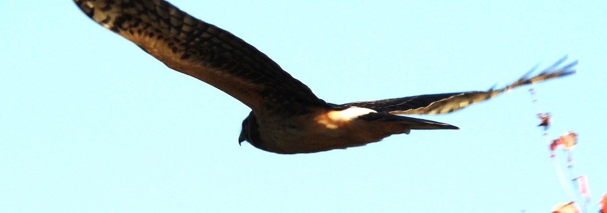 Northern Harrier - ML642817884