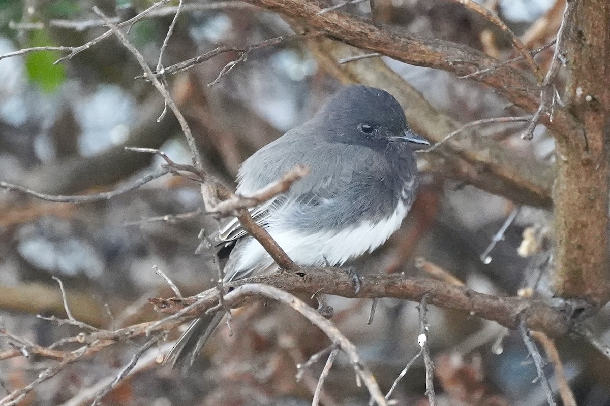 Black Phoebe - ML642817885