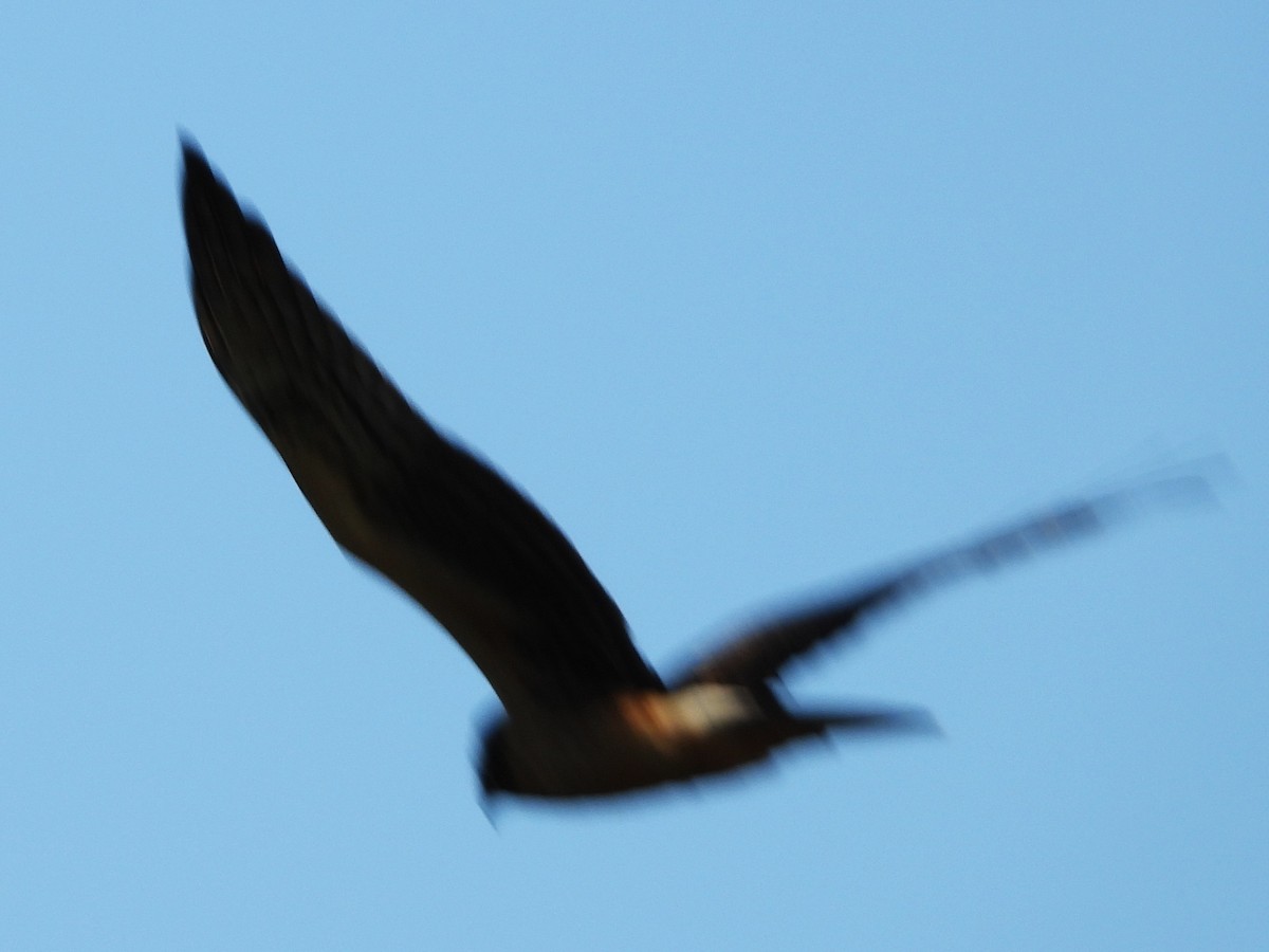 Northern Harrier - ML642817887