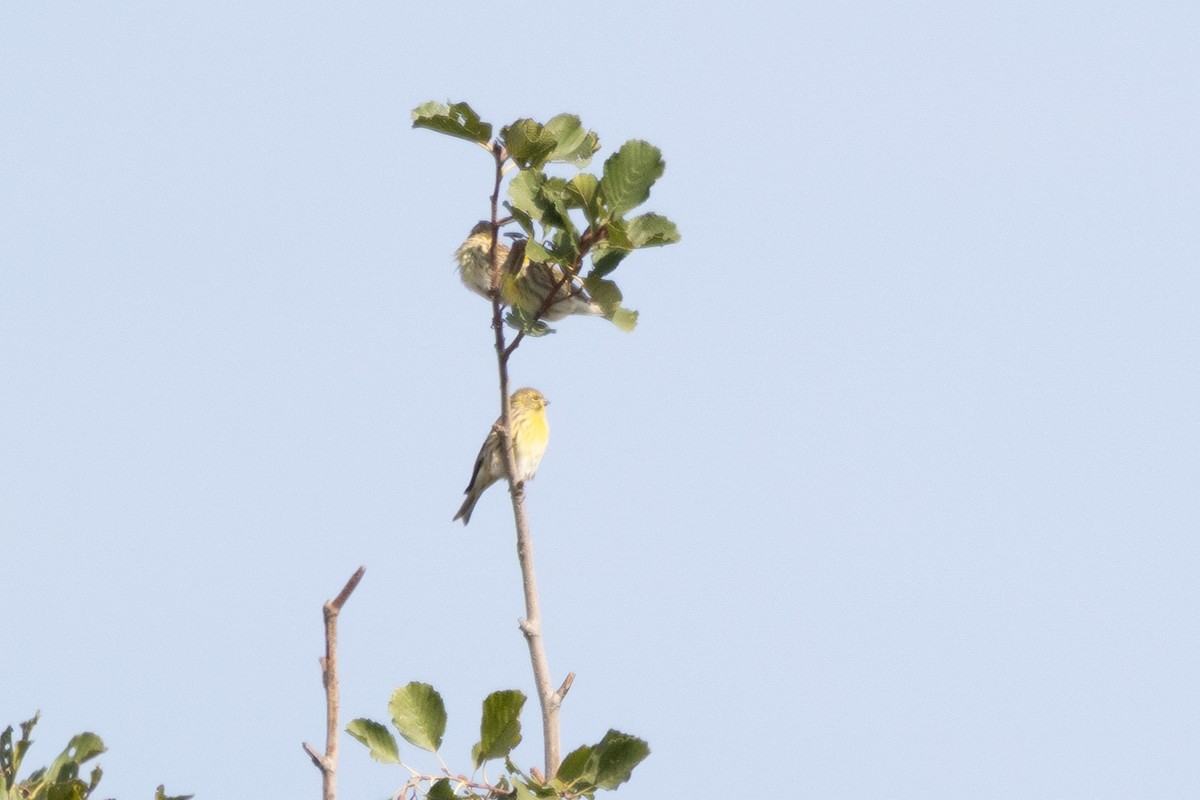 European Serin - ML642817888