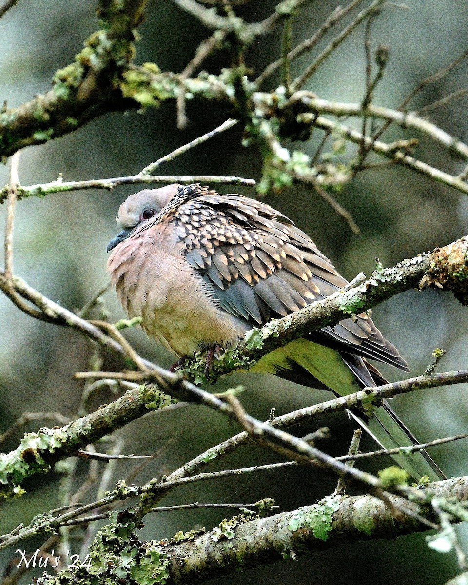 Spotted Dove - ML642817889