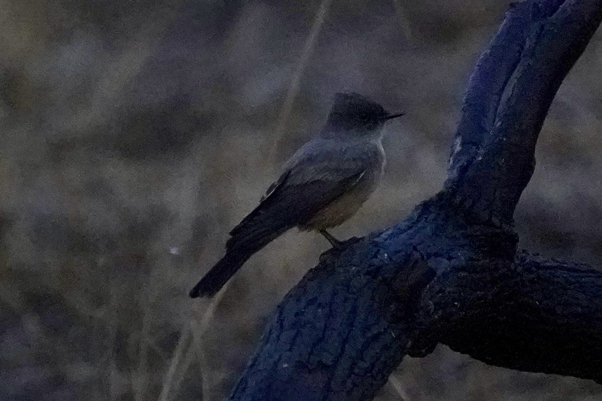 Say's Phoebe - ML642817890