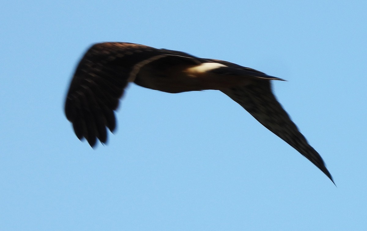 Northern Harrier - ML642817891