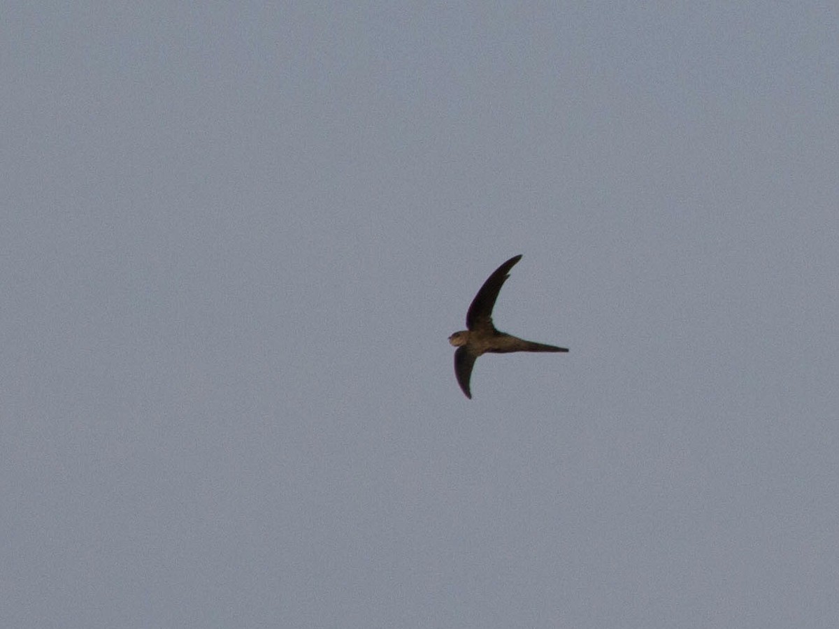 Asian Palm Swift - ML642817895