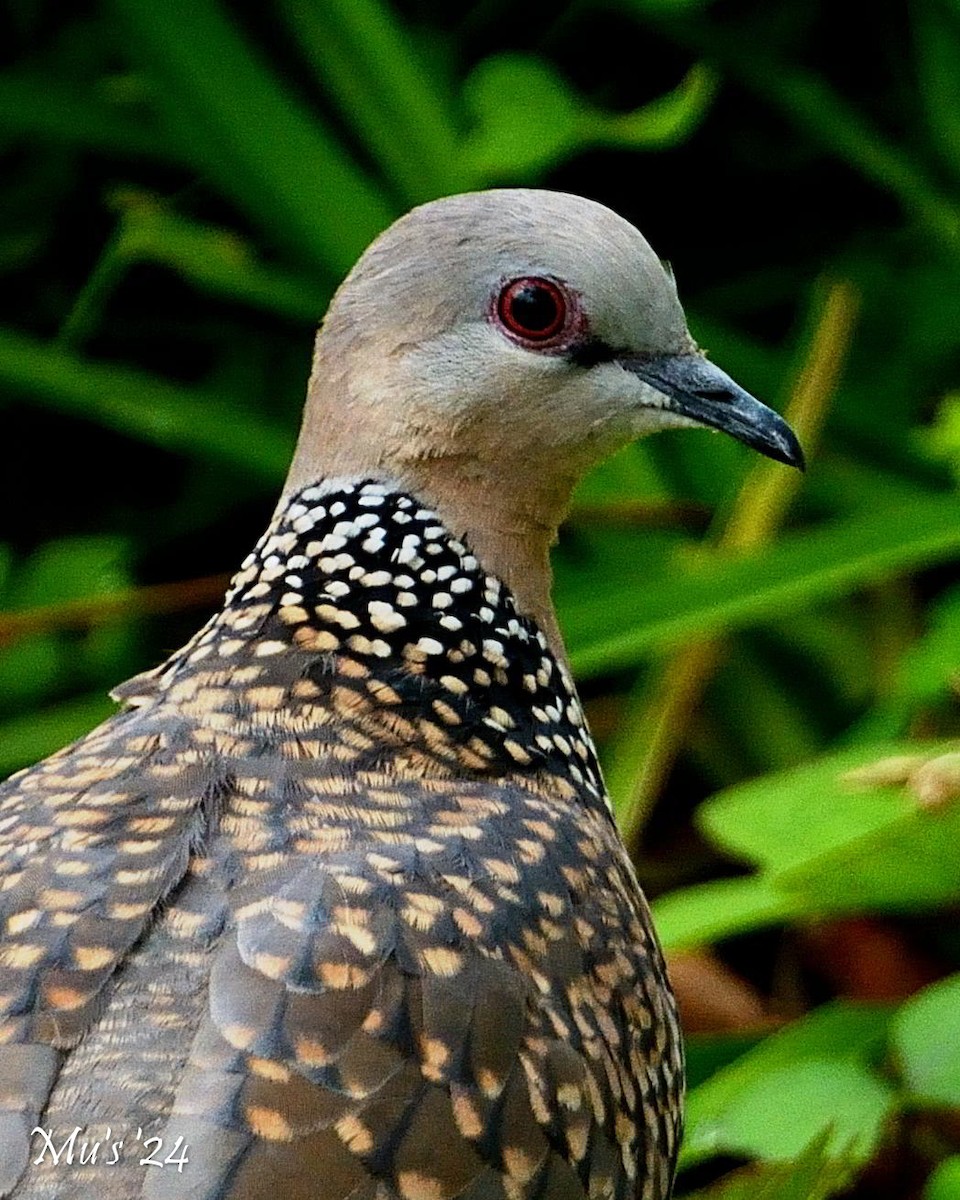 Spotted Dove - ML642817897