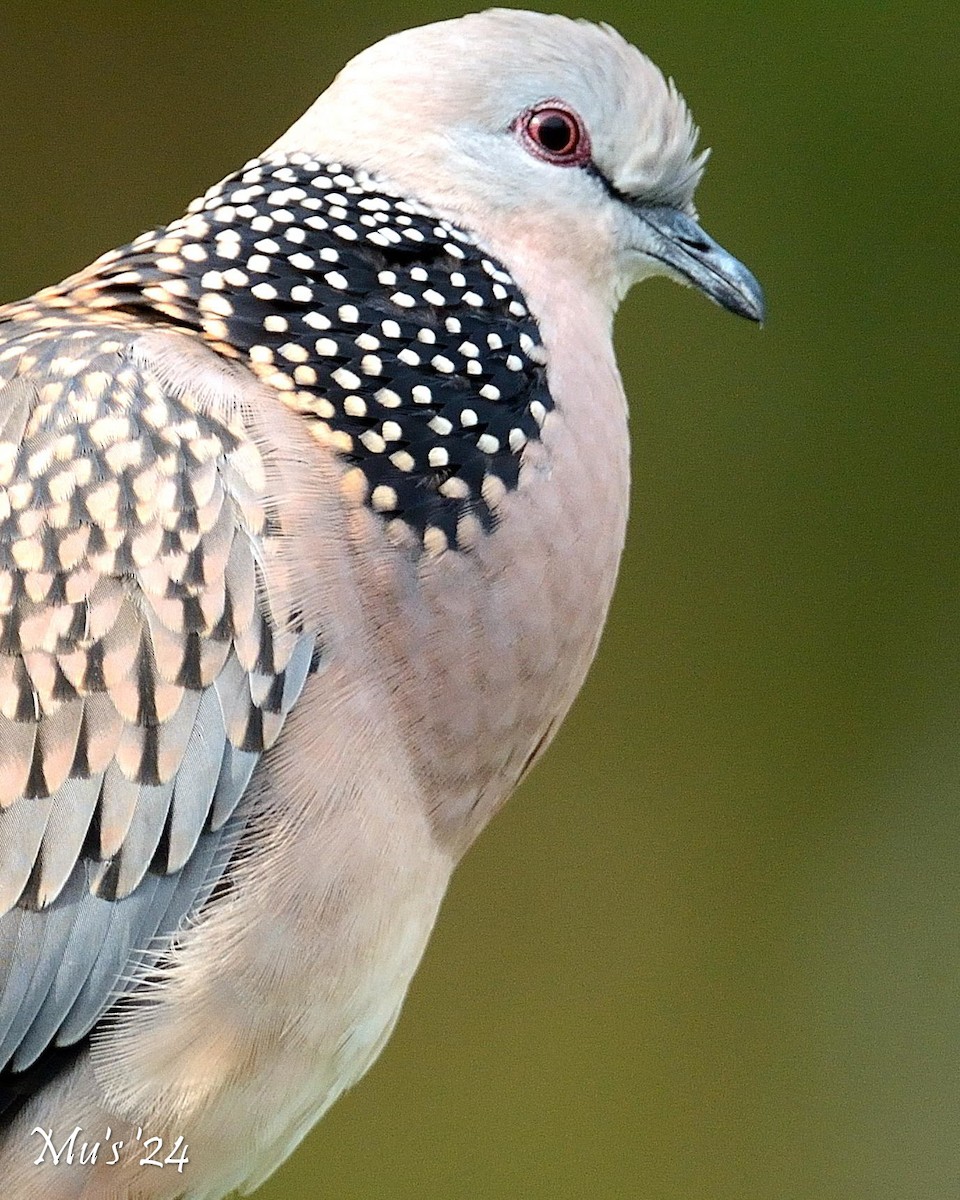 Spotted Dove - ML642817898