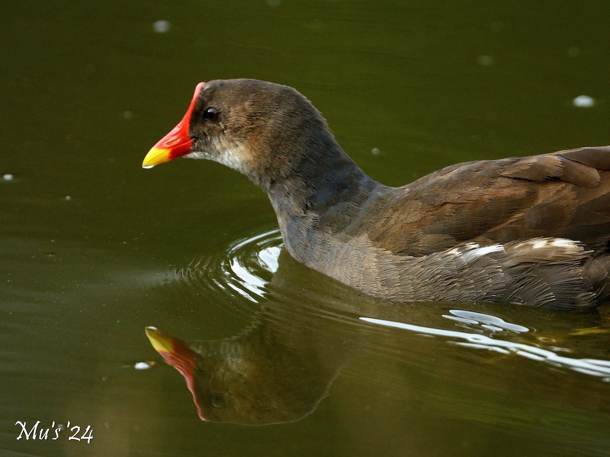 Eurasian Moorhen - ML642817905