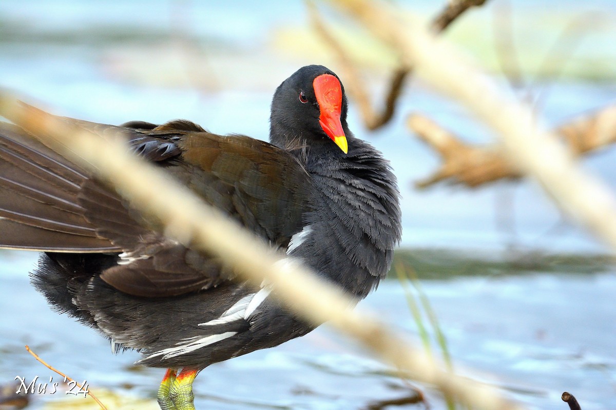 Eurasian Moorhen - ML642817906