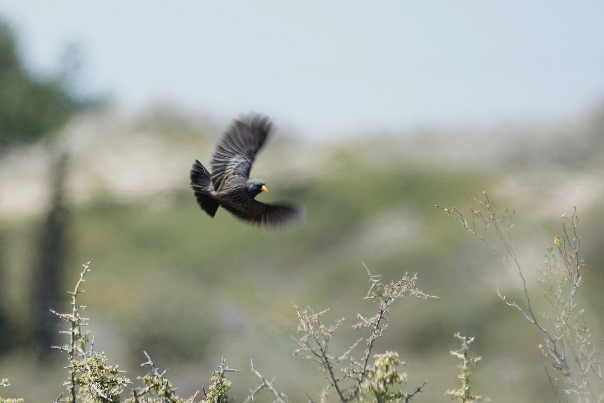 Carbonated Sierra Finch - ML642817907