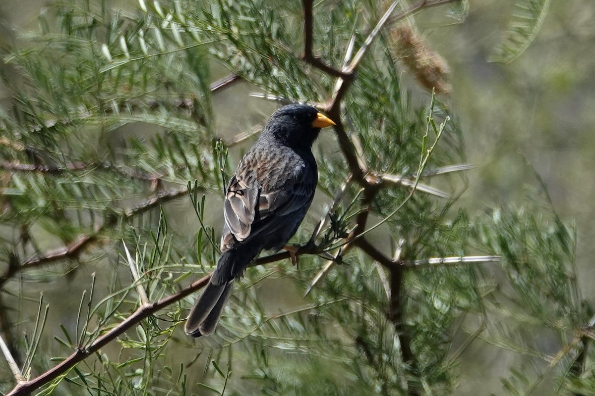 Carbonated Sierra Finch - ML642817908