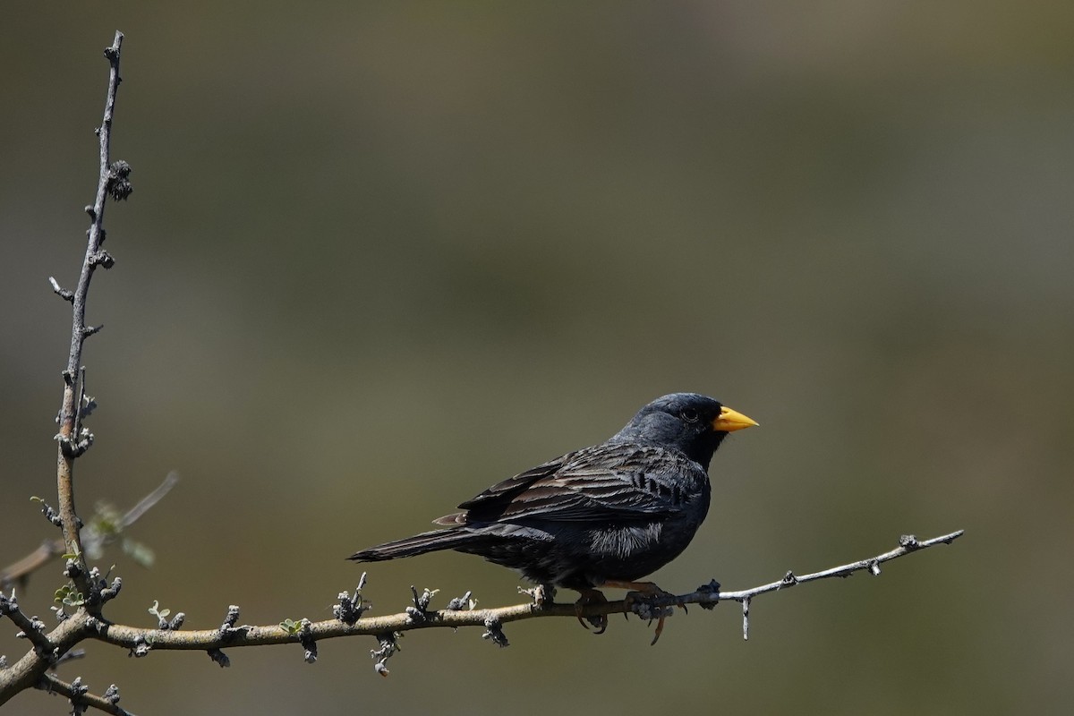 Carbonated Sierra Finch - ML642817909