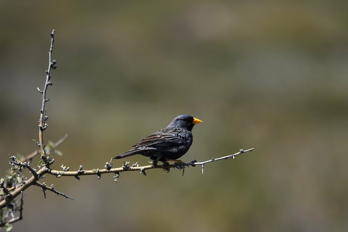 Carbonated Sierra Finch - ML642817910