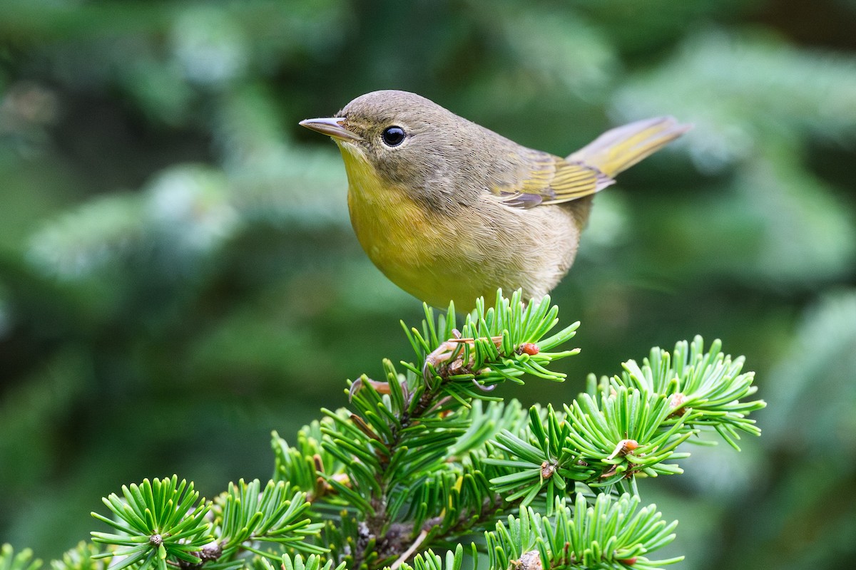 Common Yellowthroat - ML642817914