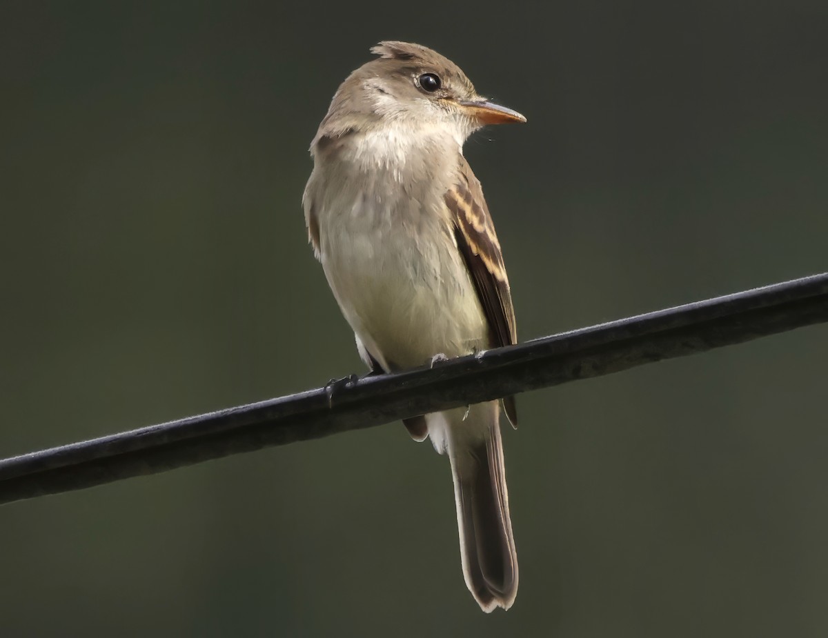 Willow Flycatcher - ML642817918