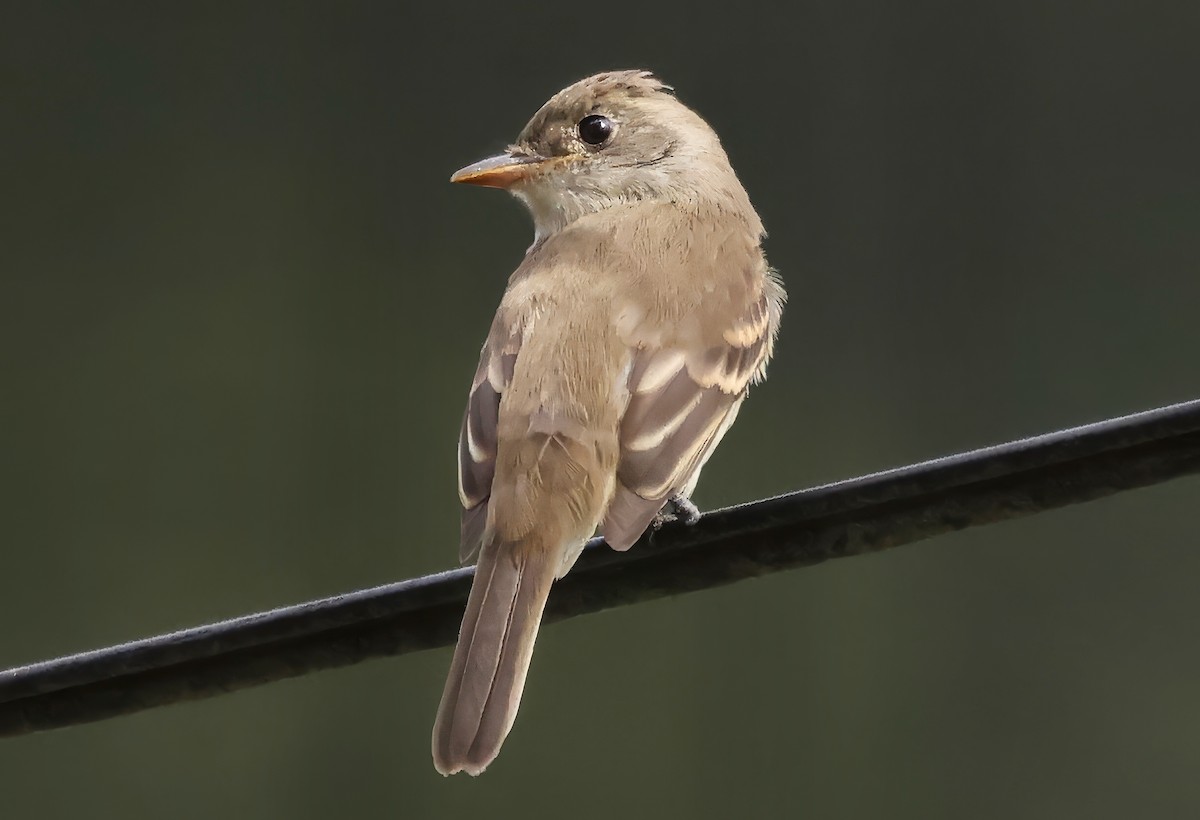 Willow Flycatcher - ML642817929
