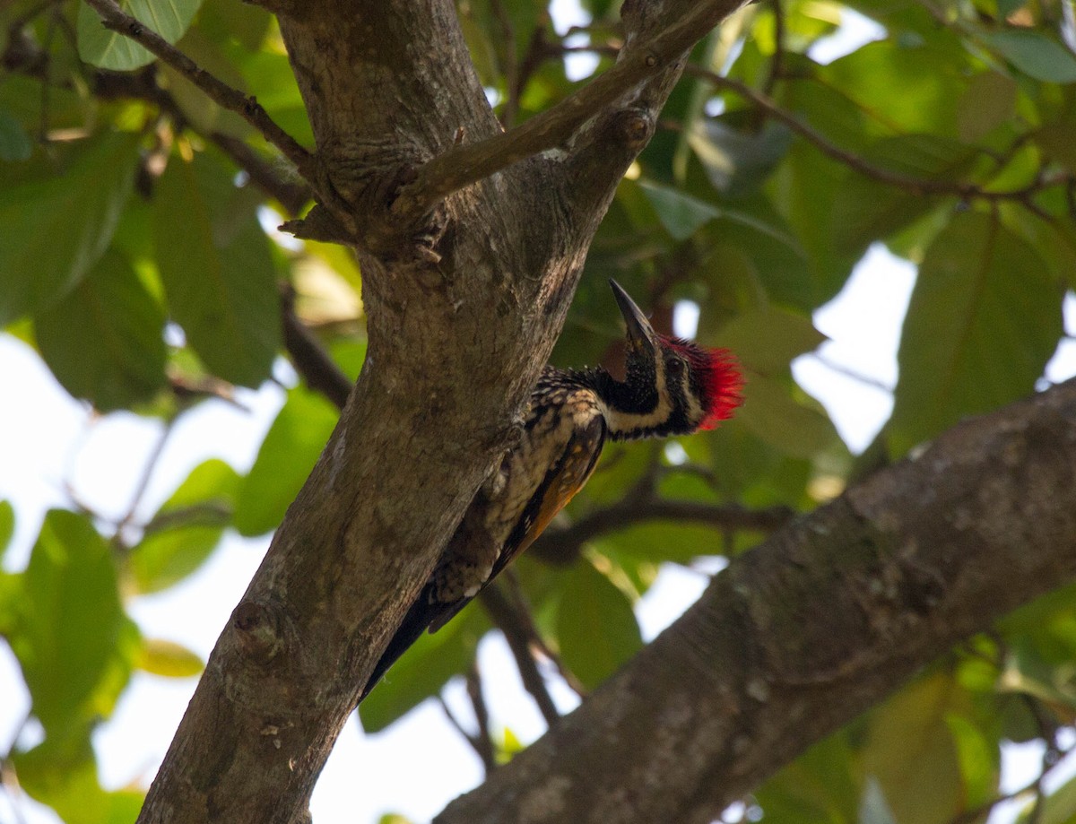 Black-rumped Flameback - ML642817930
