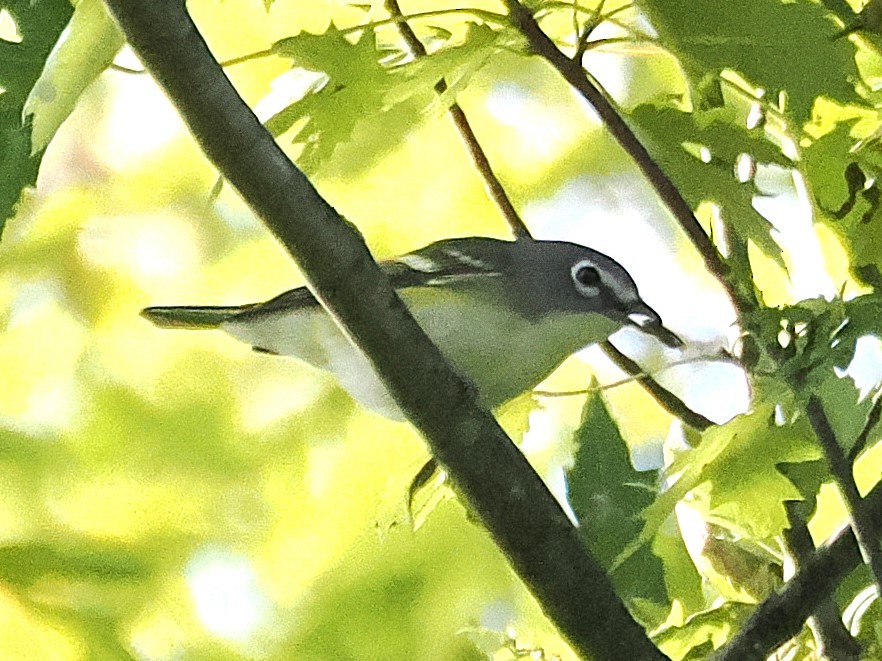 Blue-headed Vireo - ML642817931