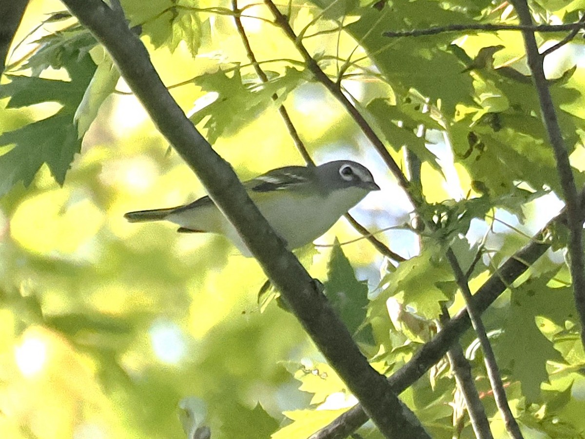 Blue-headed Vireo - ML642817932