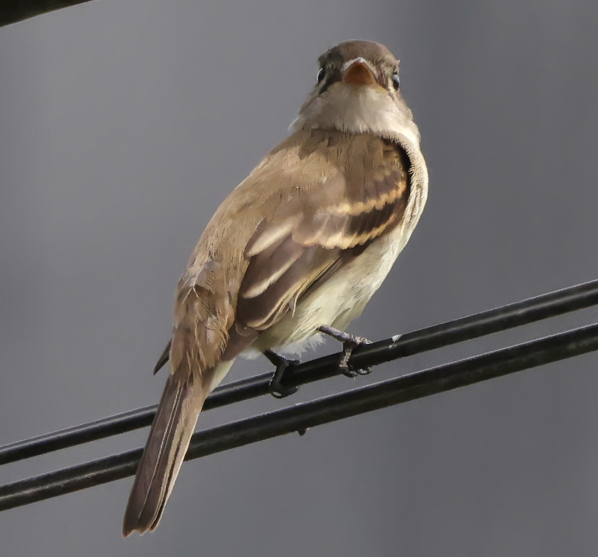 Willow Flycatcher - ML642817936