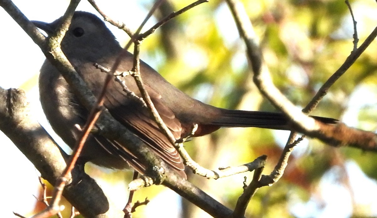 Gray Catbird - ML642817942
