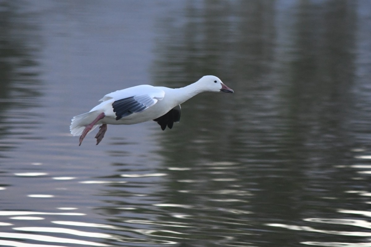 Snow Goose - ML642817952