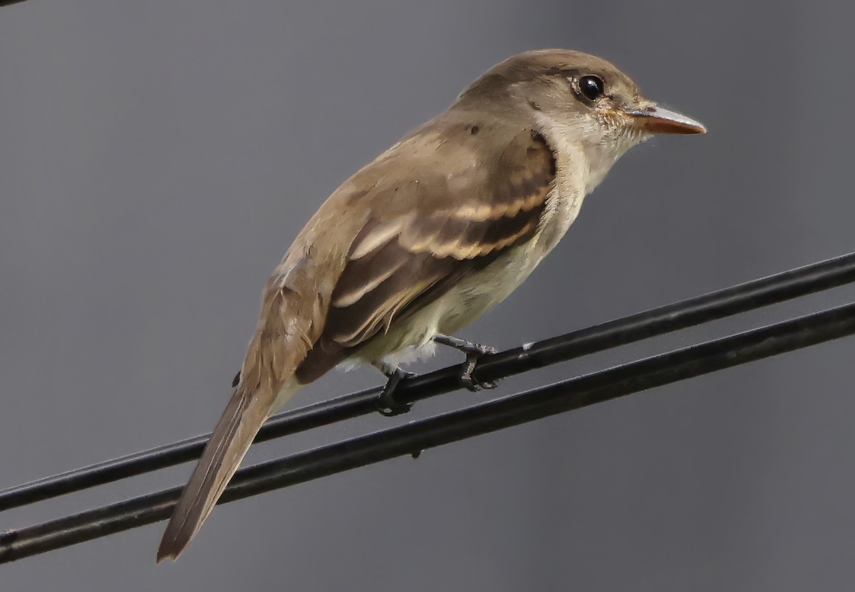 Willow Flycatcher - ML642817953