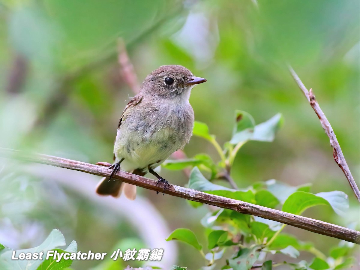 Least Flycatcher - ML642817960