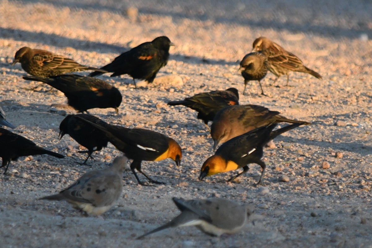 Yellow-headed Blackbird - ML642817964