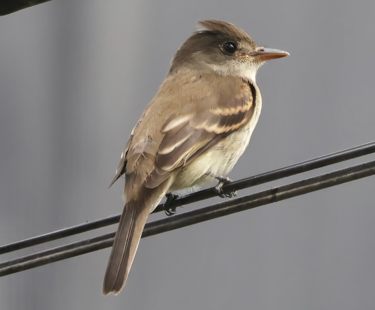 Willow Flycatcher - ML642817965